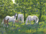  In The Shade - Welsh Mountain Ponies