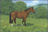 Horse Portrait - 'Wishmaster'