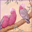 Galah Cockatoo