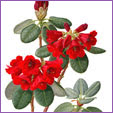 Rhododendron - Thomsonii