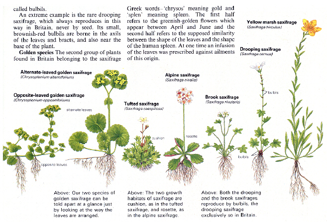 Saxifrage - Plant Illustration