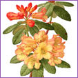 Rhododendron - Buttermint