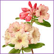 Rhododendron-Virginia Richards