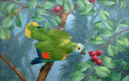 Blue-Fronted Amazon Parrot-painting